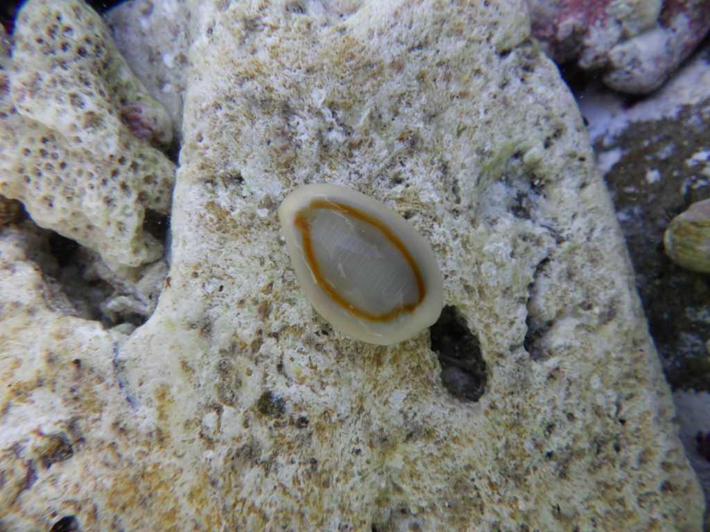 串本磯採集2023年8月上旬20　ハナビラダカラ（Monetaria annulus）