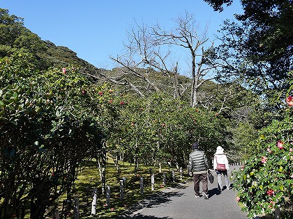 伊豆大島　椿園　大島公園　椿まつり