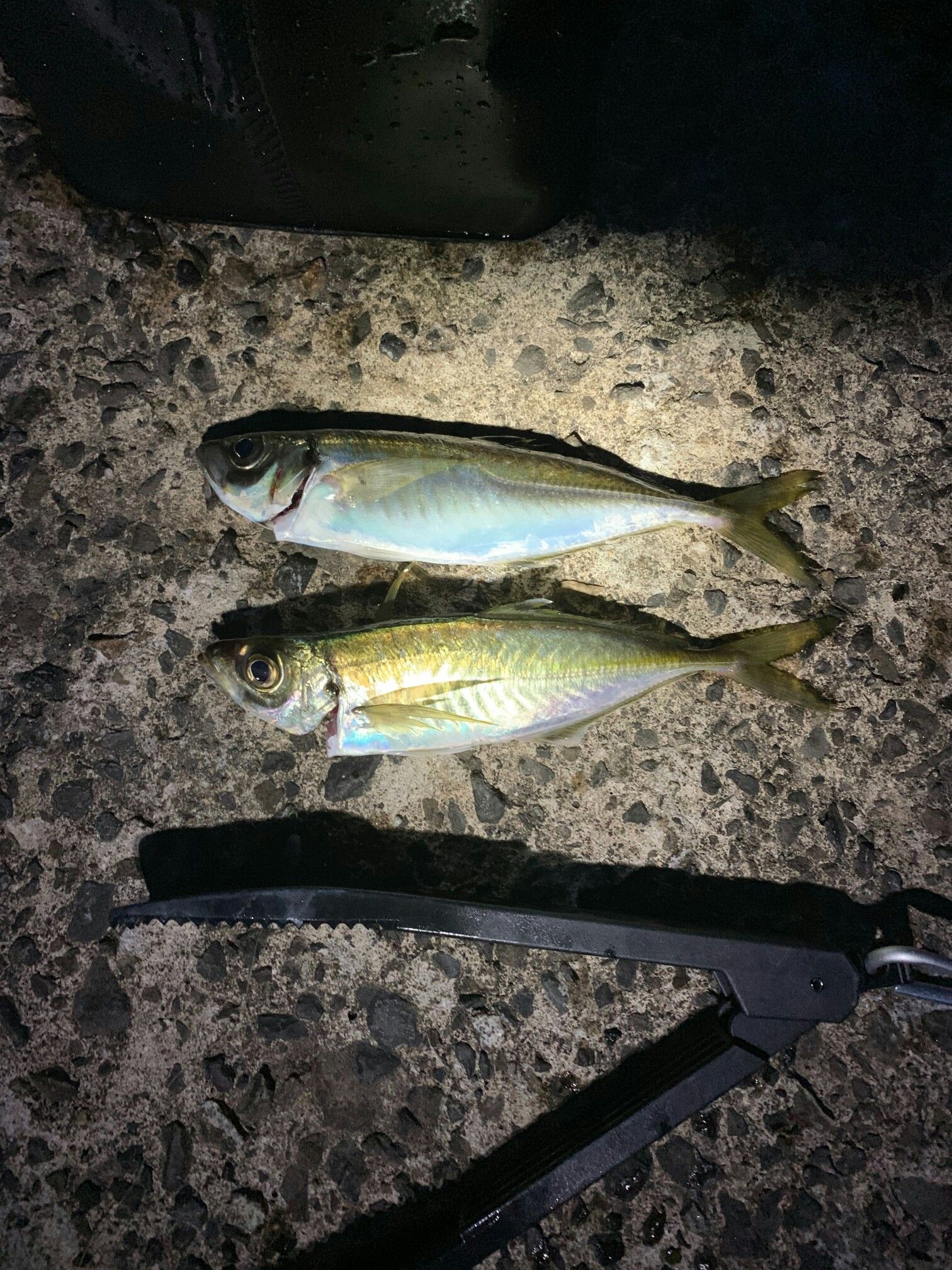 釣り 愛知の釣って食べるブログ 楽天ブログ