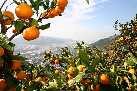 みかん山田原.jpg