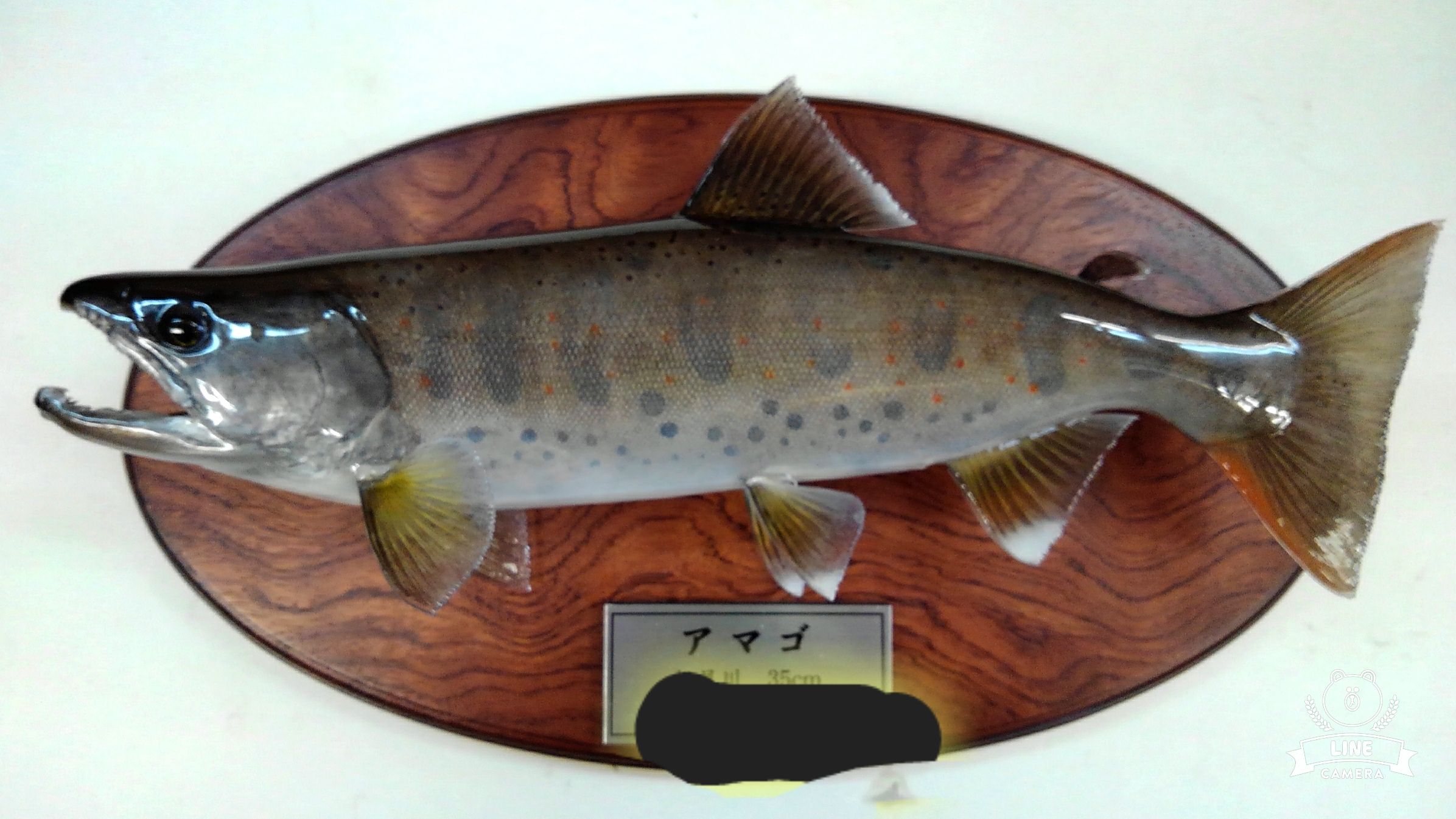 あまご | 魚類剥製専門 飛魚丸 かびちゃん！！ - 楽天ブログ