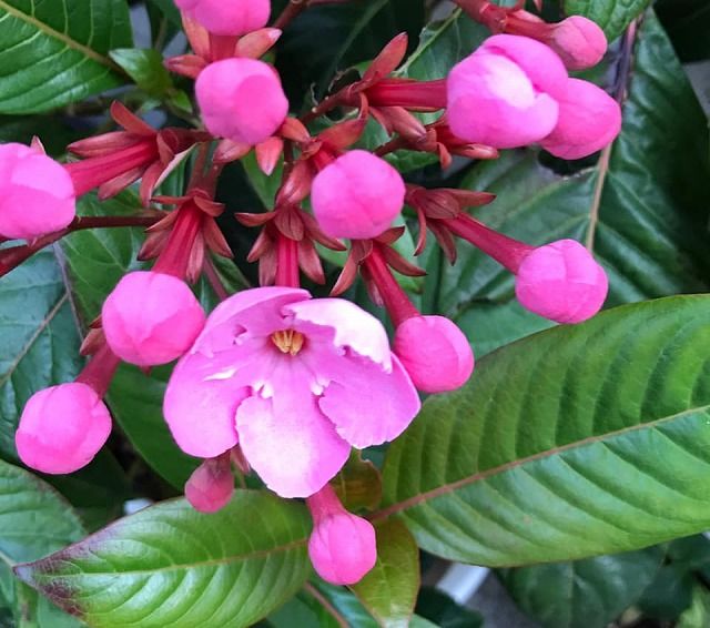 ニオイザクラ イチゴノキ サンダソニア ドラキュラママ４１４１のブログ 楽天ブログ