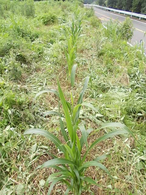 三尺ソルゴー周辺を除草20120726