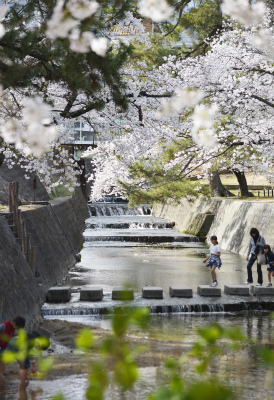 夙川桜3