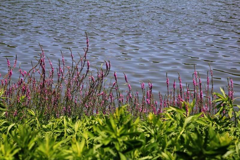 花博記念公園鶴見緑地_007.jpg