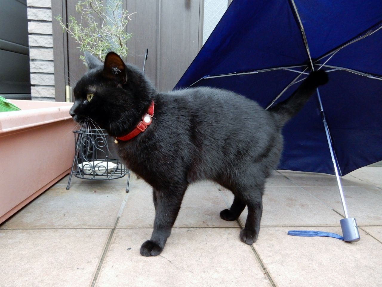 傘の下の黒猫 の巻 人さまのネコ 楽天ブログ