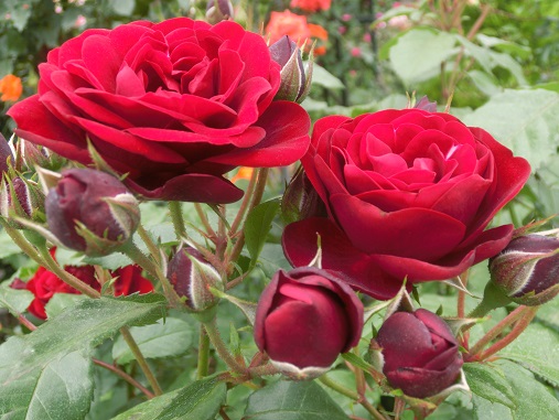 オープンガーデン