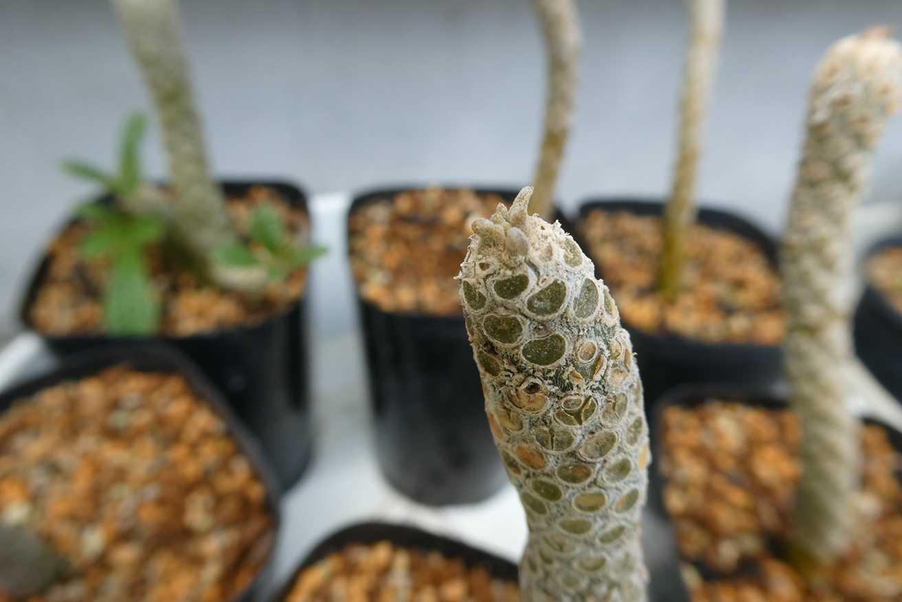 ドルステニア・ギガス(Dorstenia gigas)～挿し木苗の様子 | 小平