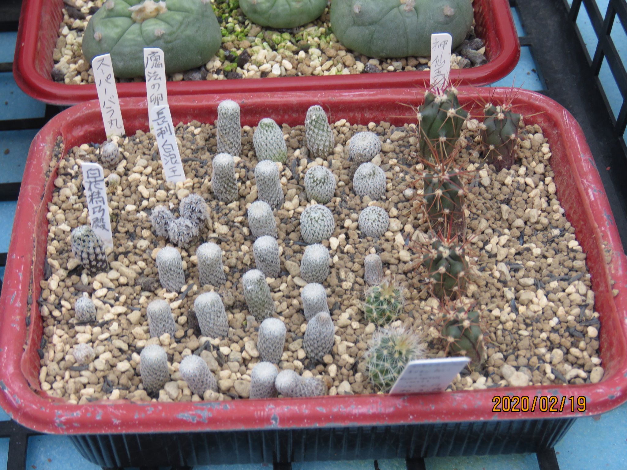 その他サボテン の記事一覧 びびるタニサボ達 楽天ブログ