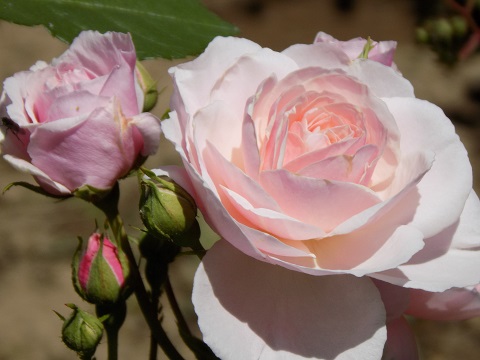 DSCN0510.JPG