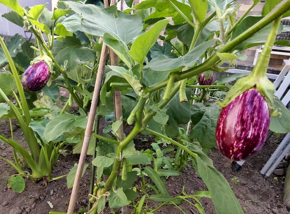 あくびむすめの家庭菜園便り