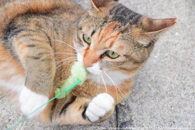 猫とレーザーポインター – 光の探求