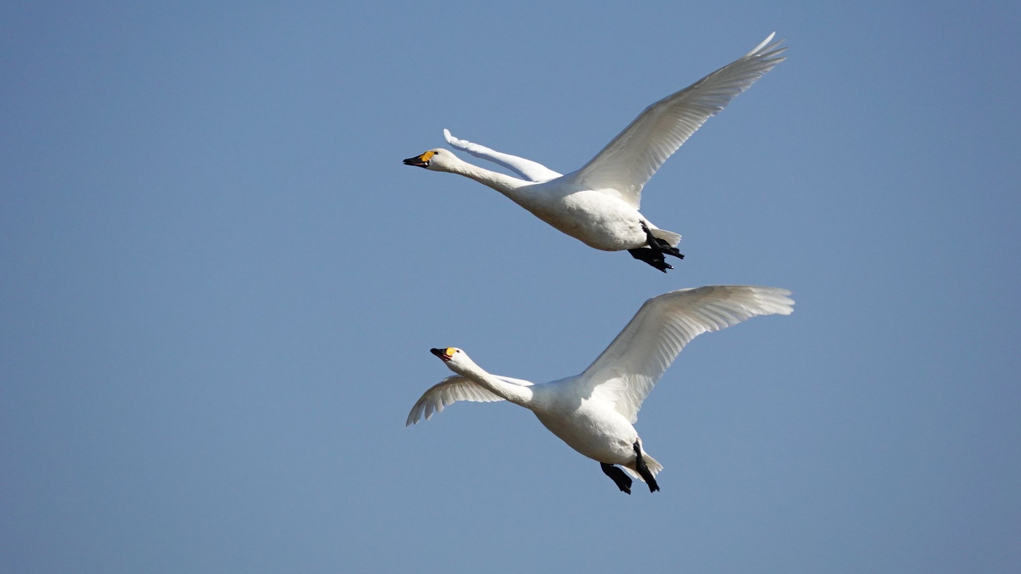 本埜 白鳥の郷 ハクチョウ飛行隊 アウトドア親爺の徒然日記 楽天ブログ