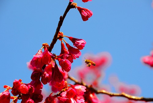 緋寒桜めがけて飛び回る蜂