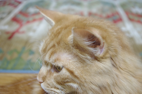 IMGP1323.JPG