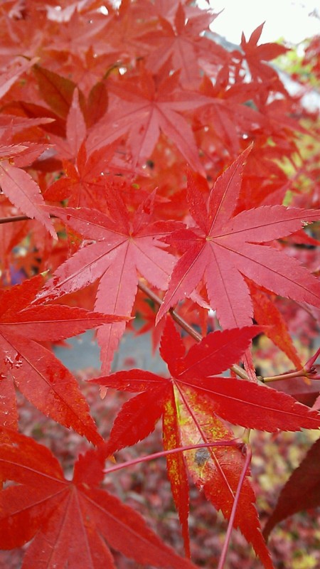 紅葉