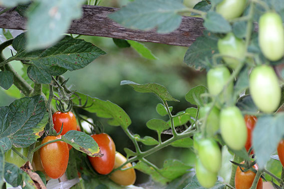 我が家の野菜畑-05♪
