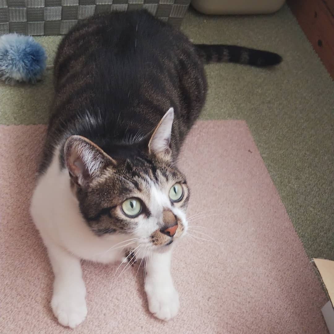 あるある ポーズ チュチュ猫とシャムサビ姉さん 楽天ブログ