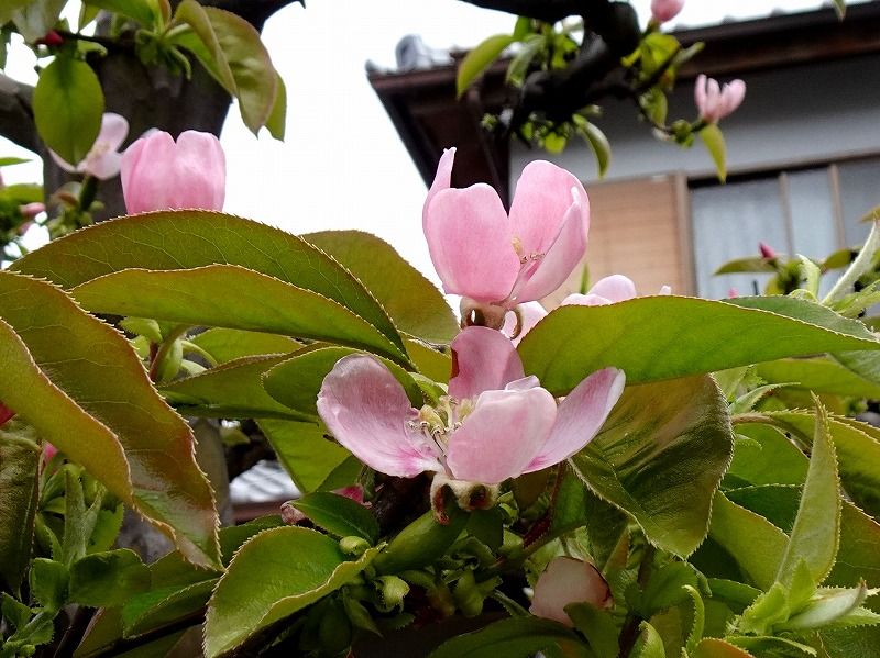 3月24日 今日の一花 その２ カリン 花梨 Gazengamaのブログ 散歩中に出合った花と趣味の陶芸作品 楽天ブログ