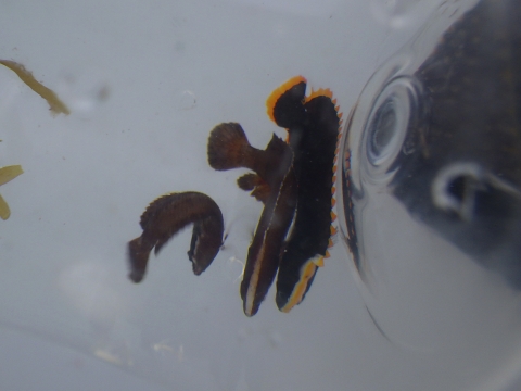 串本磯採集2016年7月下旬17　トゲタナバタウオ（Belonepterygion fasciolatum）とフチドリタナバタウオ（Acanthoplesiops psilogaster）