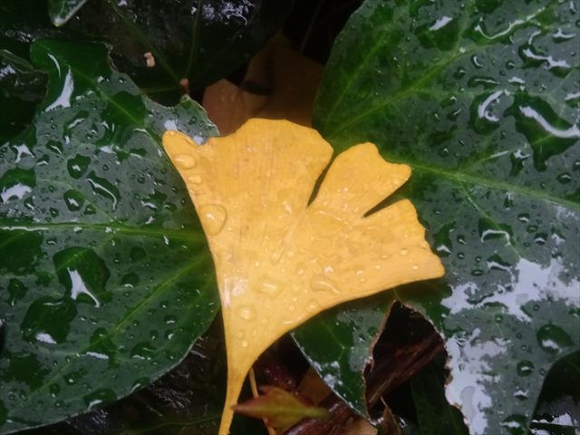 DSC07790_R.JPG