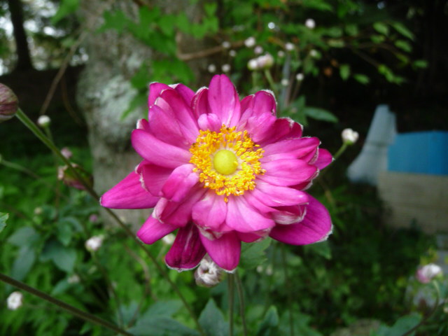 243 秋明菊、八重