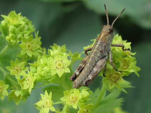 名前がわからない虫4(6月)