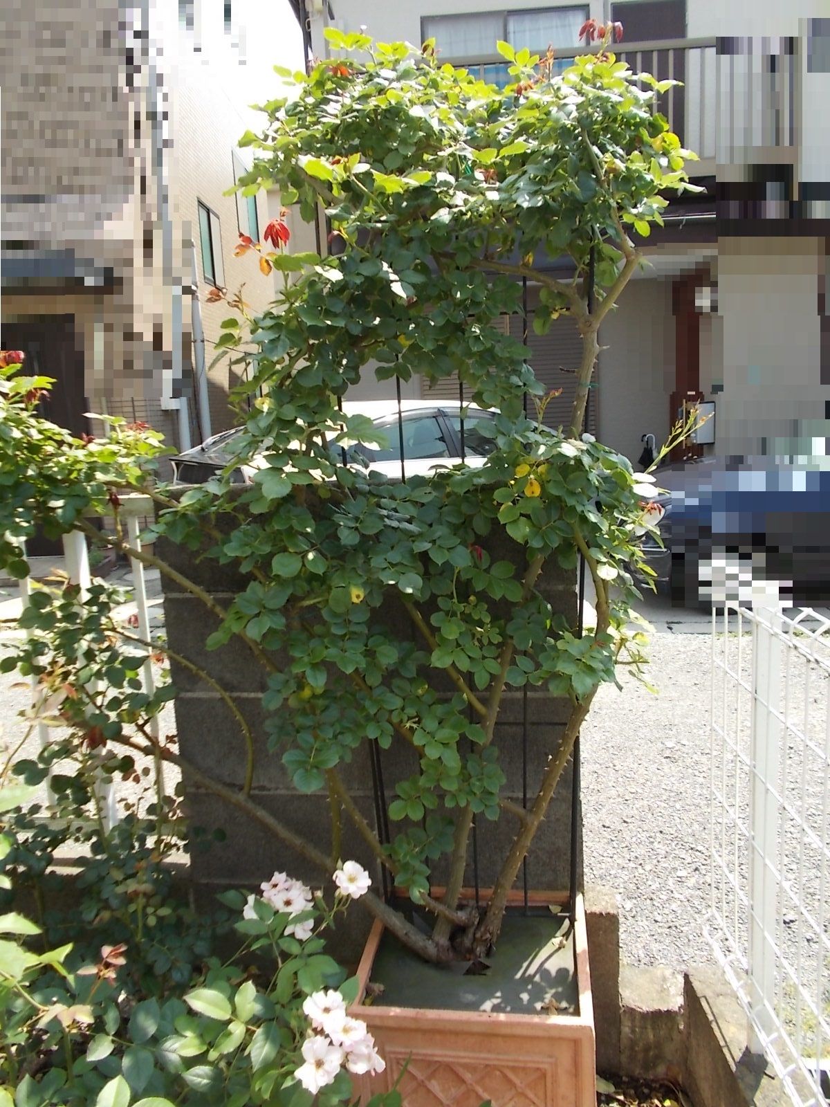 ついに カミキリムシの被害が バラを咲かせることが好き 楽天ブログ ついに カミキリムシの被害が バラを咲かせることが好き 楽天ブログ