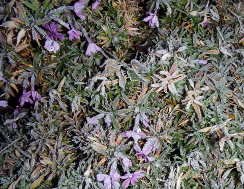 朝の芝桜