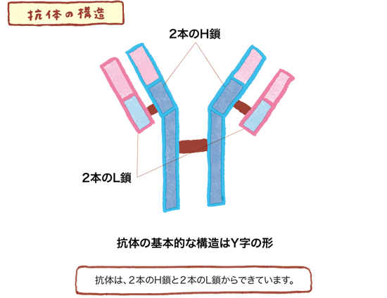 pic_antibody_antibody-p06_fig01.gif