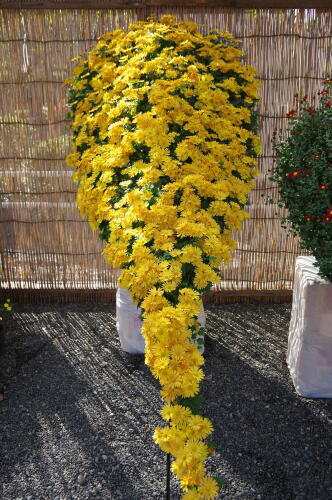 亀戸天神社 菊まつり