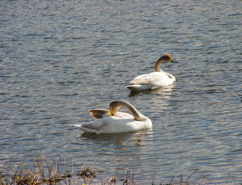 2017-04-29swan2 (2).JPG