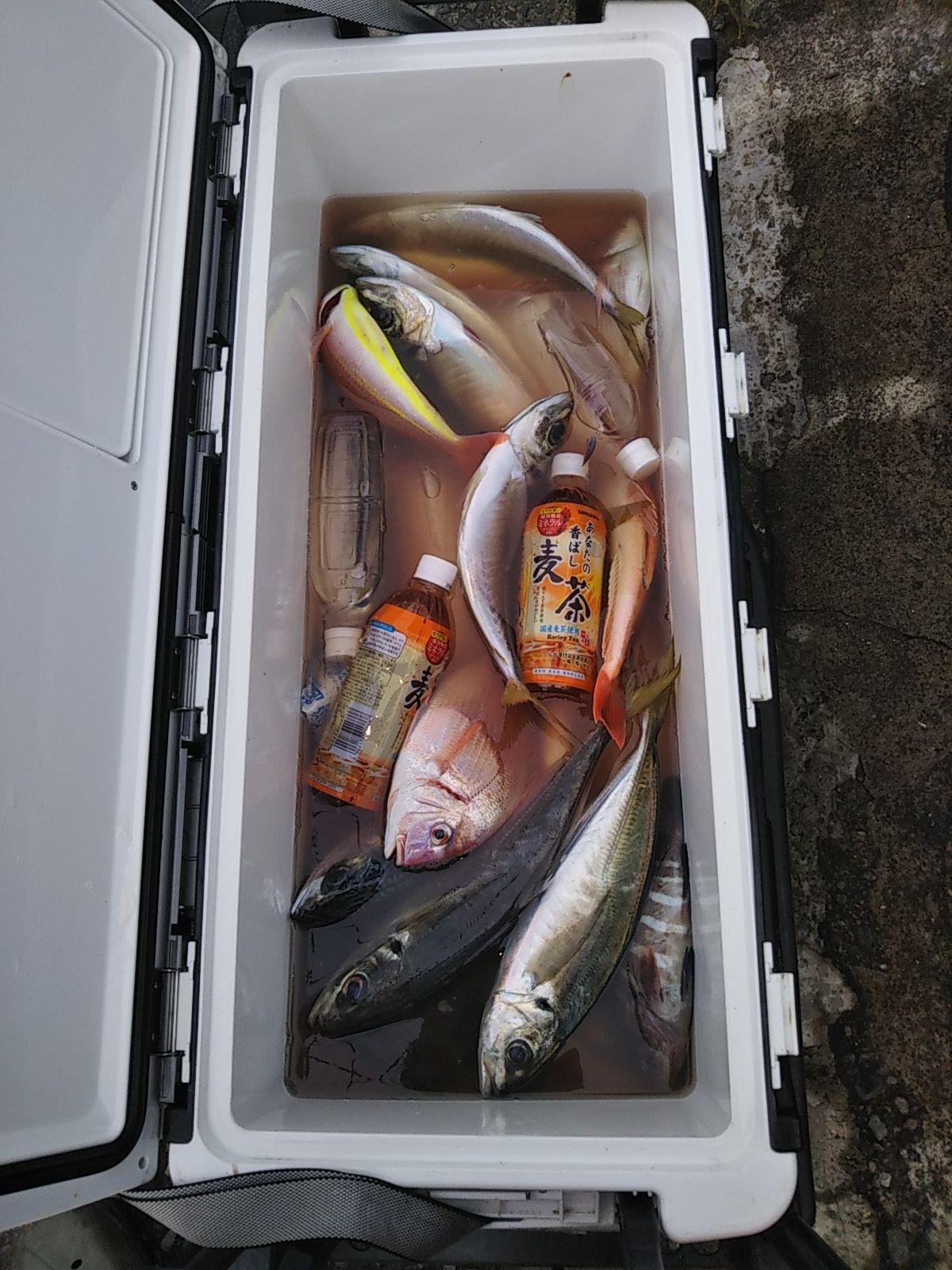 9月21日江ノ島から葉山沖の釣果 宣伝 葉山 なごみ荘 シェアハウスオーナーの釣り日記 楽天ブログ 9月21日江ノ島から葉山沖の釣果 宣伝 葉山 なごみ荘 シェアハウスオーナーの釣り日記 楽天ブログ