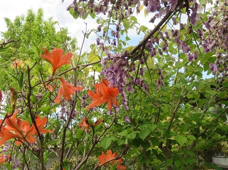 レンゲツツジと藤の花 矢車草の景色 すぐに花が来た 静かな時が流れる 風の庭 楽天ブログ