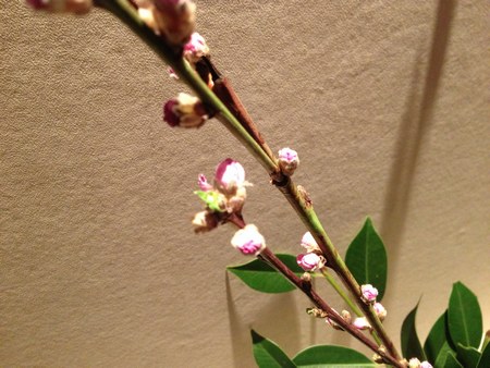 2玄関　桃の花１450.jpg