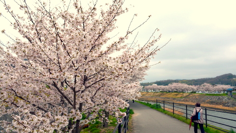 武庫川の桜-2