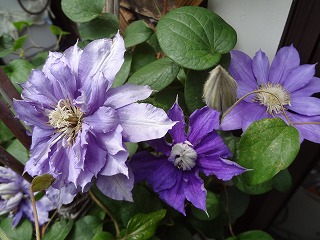 DSC01254.jpg