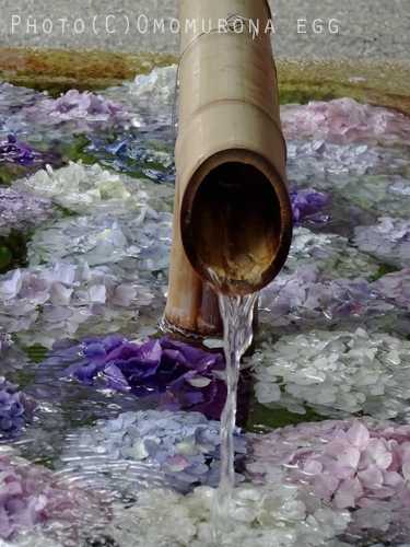 淡い紫のあじさい浮かぶ花手水 鶴岡八幡宮 雨の日の紫陽花 Omomuroなegg おもむろな鎌倉 楽天ブログ