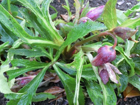 クリスマスローズ