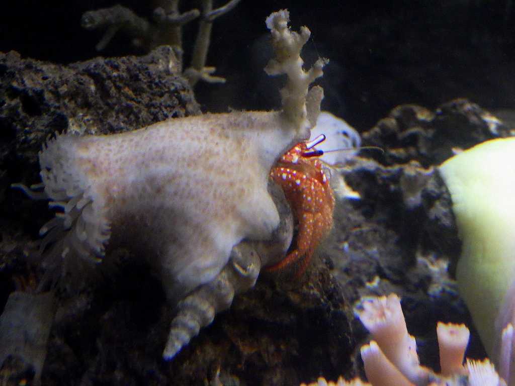 串本磯採集2019年3月上旬21　ヤスリヤドカリ（Strigopagurus boreonotus)