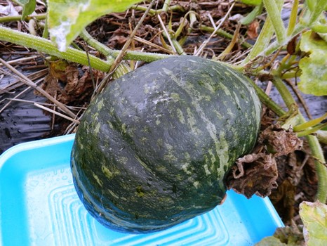 P7070034かぼちゃブログ.jpg