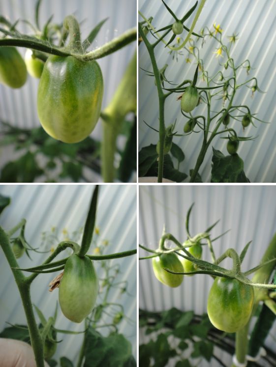 親に似ないさし芽株のトマト