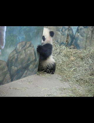 パンダ
