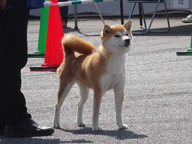山口展（令和5年春季）～その5～ | 柴楽日記 - 楽天ブログ