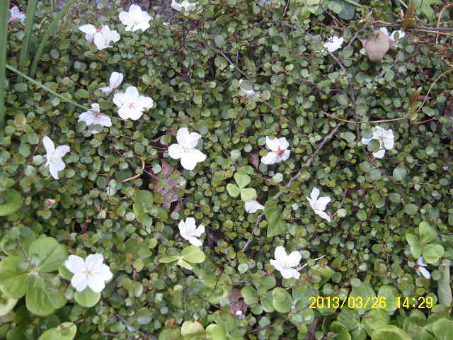 ブライダルベールと桜