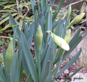スイセン花芽3,30.jpg