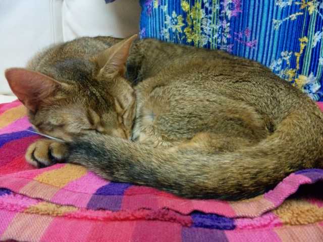 ネムネムです