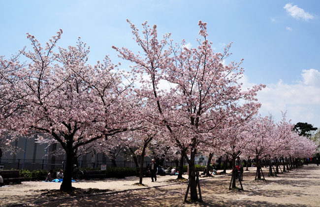 桜２