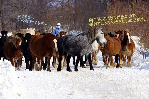 十勝牧場馬追い運動