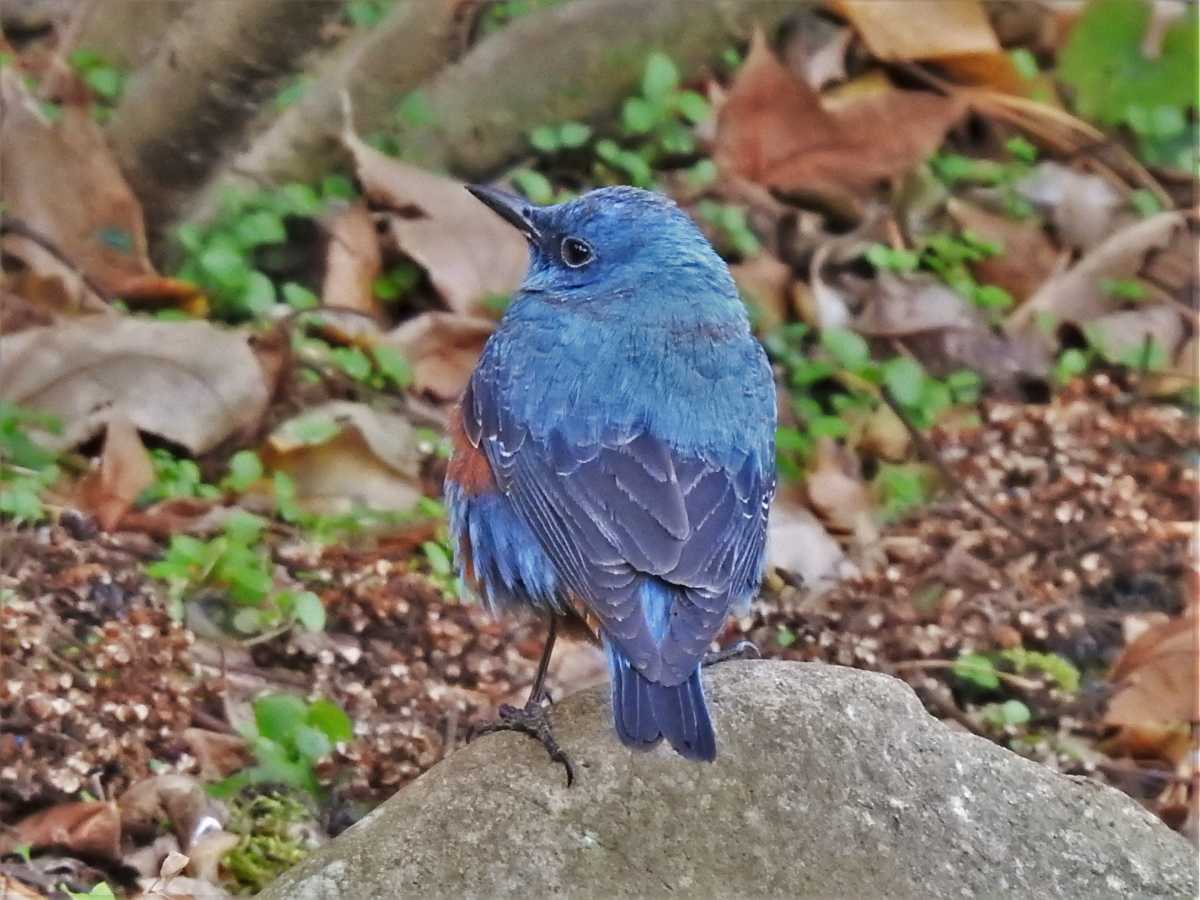 22 01 17 神戸森林植物園の野鳥14種 その3 4 イソヒヨドリ シロハラ ムクドリ ヒヨドリ Hanadai S Ocean 楽天ブログ